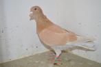 kleurpostduiven, Dieren en Toebehoren, Mannelijk, Postduif