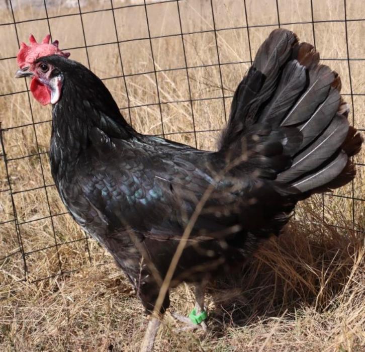 Spaanse witwang hennetje, Dieren en Toebehoren, Pluimvee