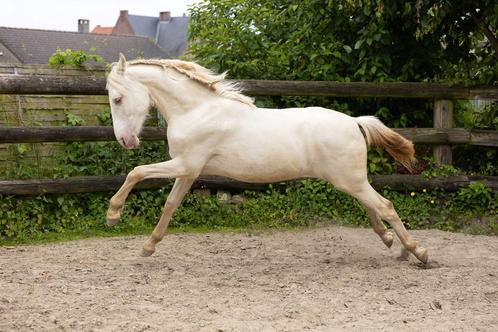 prachtige PRE jaarling hengst met bijzondere kleur, Dieren en Toebehoren, Paarden, Hengst, Onbeleerd, 165 tot 170 cm, 0 tot 2 jaar