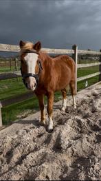 Bijrijder aangeboden / verzorgpony gezocht, Dieren en Toebehoren, Ophalen