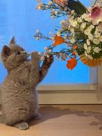 Britse korthaar, Dieren en Toebehoren, Katten en Kittens | Raskatten | Korthaar, Poes, Gechipt, 0 tot 2 jaar