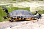Gezocht: Waterschildpad, Dieren en Toebehoren, Reptielen en Amfibieën, Schildpad