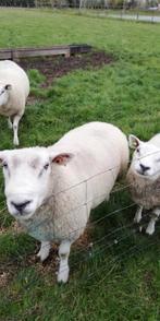 schapen, Dieren en Toebehoren, Schapen, Geiten en Varkens, Mannelijk, Schaap, 0 tot 2 jaar