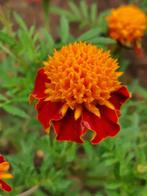 20 zaden Tagetes Orange Flame, Verzenden, Voorjaar, Volle zon, Zaad