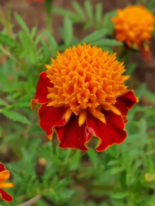 20 zaden Tagetes Orange Flame, Tuin en Terras, Bloembollen en Zaden, Zaad, Voorjaar, Volle zon, Verzenden