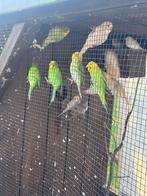 Grasparkieten te koop, Dieren en Toebehoren, Meerdere dieren, Parkiet