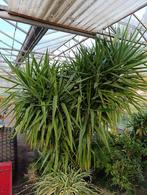 Yucca, Maison & Meubles, Plantes d'intérieur, Enlèvement, Yucca, En pot