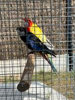 Kweekrijp mutatie rosella koppel, Dieren en Toebehoren, Meerdere dieren, Parkiet, Geringd