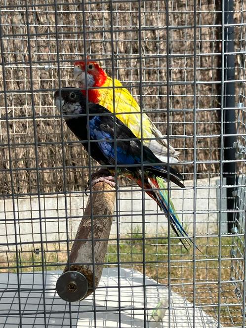 Kweekrijp mutatie rosella koppel, Dieren en Toebehoren, Vogels | Parkieten en Papegaaien, Parkiet, Meerdere dieren, Geringd