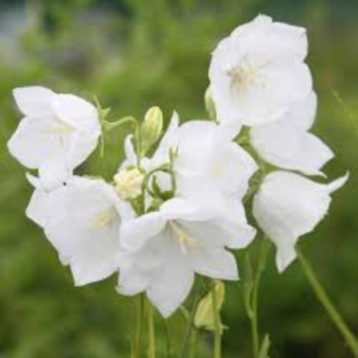 Campanula Persifolia Alba, Tuin en Terras, Planten | Tuinplanten, Halfschaduw, Ophalen
