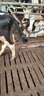 Buis voor knieboom