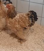 Brahma, Dieren en Toebehoren, Pluimvee, Vrouwelijk, Kip