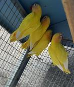 agapornis, Dieren en Toebehoren, Vogels | Parkieten en Papegaaien, Geslacht onbekend, Dwergpapegaai of Agapornis