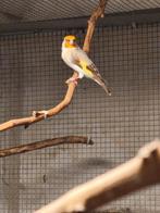 Chardonneret Femelle Isabelle, Animaux & Accessoires