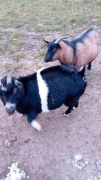 2 dwerggeiten miekes, Dieren en Toebehoren, Schapen, Geiten en Varkens, Vrouwelijk, Geit, 3 tot 5 jaar