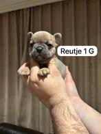 Franse Buldog Pupjes !!!., Dieren en Toebehoren, Honden | Bulldogs, Pinschers en Molossers, België, Fokker | Hobbymatig, CDV (hondenziekte)