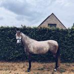 wandelpaard, weidemaatje spaans paard, Dieren en Toebehoren, Zadelmak, Gechipt, Minder dan 160 cm, Ruin