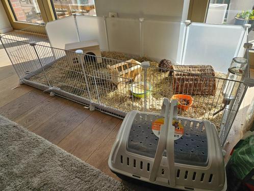 Kooi (140cm) & toebehoren Cavia, Dieren en Toebehoren, Knaagdieren en Konijnen | Hokken en Kooien, Nieuw, Kooi, Minder dan 60 cm