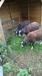 Zwartbles ram, Mannelijk, Schaap, 0 tot 2 jaar