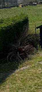 Gratis brand hout snoeihout op te halen, Tuin en Terras, Ophalen, Stammen