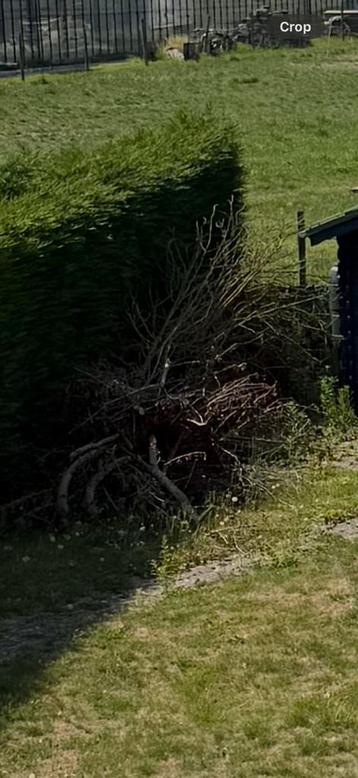 Gratis brand hout snoeihout op te halen beschikbaar voor biedingen