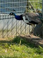 Pauwenhanen, Dieren en Toebehoren, Pluimvee, Mannelijk, Overige soorten
