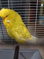 Koppel Engelse grasparkieten, Dieren en Toebehoren, Vogels | Parkieten en Papegaaien, Geringd