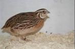 Europese kwartel, Dieren en Toebehoren, Pluimvee, Meerdere dieren, Overige soorten