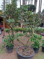 rhododendron oud, Ophalen, In pot