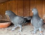 Takla, Sexe inconnu, Pigeon culbutant ou Roller