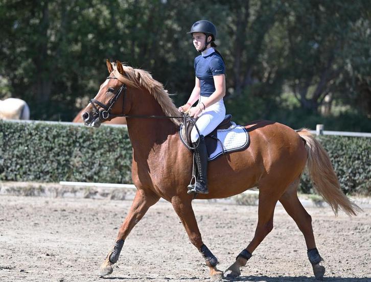 Zeer brave ruin zoekt vijf sterren, Dieren en Toebehoren, Pony's, Ruin, Zadelmak, D pony (1.37m tot 1.48m), Recreatiepony, 3 tot 6 jaar