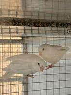 Forpus yellam blauw popjes, Dieren en Toebehoren, Vrouwelijk, Parkiet, Geringd