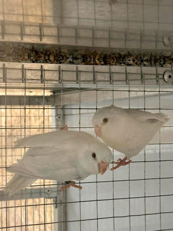 Forpus yellam blauw popjes, Animaux & Accessoires, Oiseaux | Perruches & Perroquets, Perruche, Femelle, Bagué