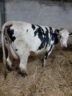 Kalfvaarzen, Dieren en Toebehoren, Runderen, Vrouwelijk, 0 tot 2 jaar