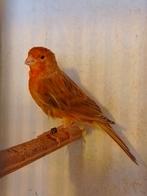 TRÈS BEAUX CANARIS DE COULEUR SIFFLANTE, avec ou sans cage, Plusieurs animaux, Canari chanteur