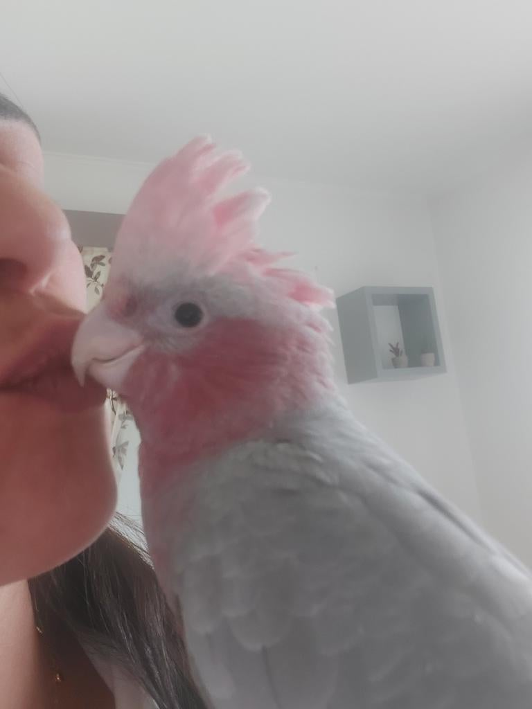 Rosalbin apprivoisé