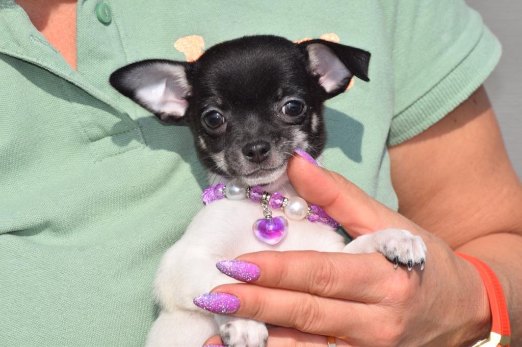 Chiots Chihuahua Choisissez votre couleur 🌈🐶, Animaux & Accessoires, Chiens | Chihuahuas & Chiens de compagnie, 15 semaines à 1 an