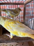 Groenvinken, Dieren en Toebehoren, Vogels | Kanaries