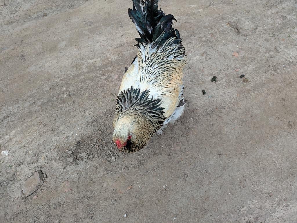 kippen, Dieren en Toebehoren, Pluimvee, Kip