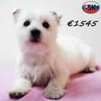 West Highland White Terrier - pups te koop, Dieren en Toebehoren, 15 weken tot 1 jaar, Buitenland, Parvo, Meerdere