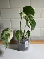 Monstera deliciosa variegata, Enlèvement