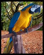 Blauw Gele Ara met kooi en toebehoren, Dieren en Toebehoren, Vrouwelijk, Papegaai, Pratend