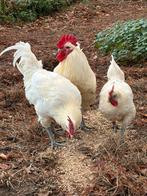 Poule de Bresse broedeieren, Dieren en Toebehoren, Pluimvee