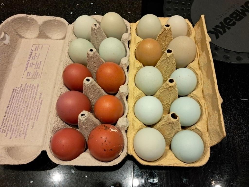 Broedeieren kleurlegger/ groenlegger 🐣🌈, Sexe inconnu, Poule ou poulet