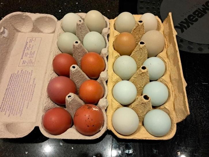 Broedeieren kleurlegger/ groenlegger 🐣🌈, Animaux & Accessoires, Volatiles, Poule ou poulet, Sexe inconnu