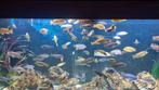 Malawi cichliden mix, Animaux & Accessoires, Poissons | Poissons d'aquarium
