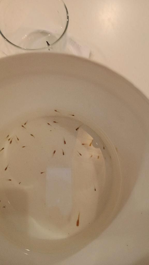 Gratis baby guppys, Animaux & Accessoires, Poissons | Poissons d'aquarium