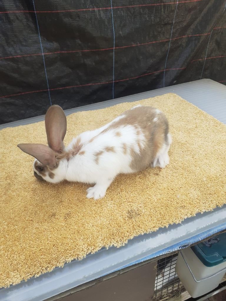 Vlinder konijnen x duites reus mannetjes van 7weken oud, Dieren en Toebehoren, Konijnen