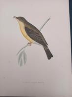 Gravure ancienne Warbler lot 150, Enlèvement ou Envoi