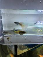Guppies te koop.1 mannetje en 2 vrouwtje €5